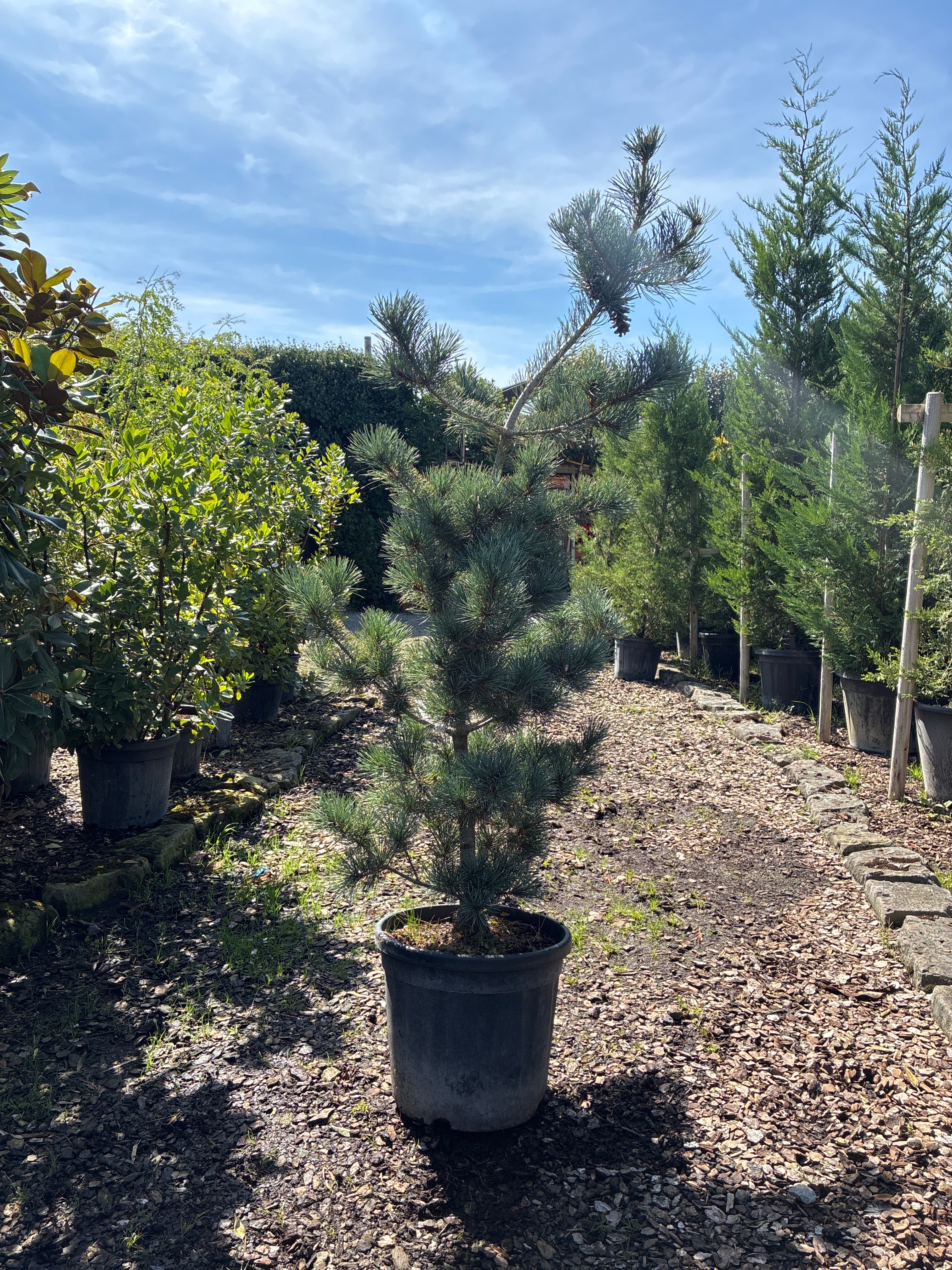 Blaue Mädchenkiefer 'Negishi' / Pinus parviflora 'Negishi'